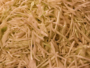 Fein gehobeltes Weißkraut - vorbereitet für die Sauerkraut Herstellung