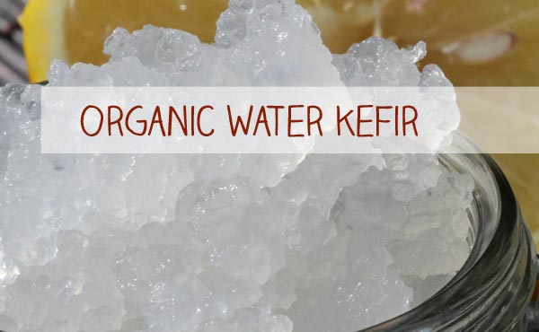 Organic Water kefir for your own Water Kefir production is just one click away