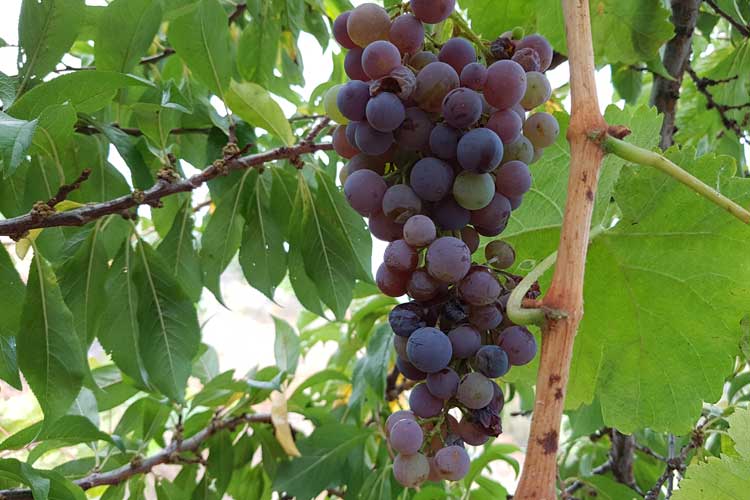Weintrauben enthalten natürliches OPC