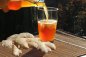 Preview: Wollen Sie leckeren Kombucha / Kombuchatee selber machen / herstellen? Hier Kombuchapilz Teepilz kaufen bestellen online kaufen   - Erfolgsgarantie - Anleitungen und Rezepte Gratis - sichere Bestellung -