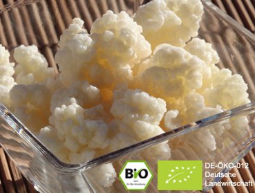 Preview: Make your own delicious organic milk kefir with the help of our real live kefir grains and benefit from the positive effect.