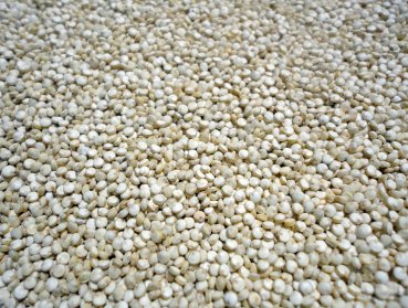 Wollen Sie Milchkefir bzw. Kefir Müsli mit diesen exklusiven Bio Mandelkernen verfeinern? Hier getrocknete Bio Mandelkerne online kaufen