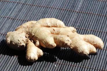 Wollen Sie leckeren Kombucha / Kombuchatee selber machen / herstellen? Hier Kombuchapilz Teepilz kaufen bestellen online kaufen   - Erfolgsgarantie - Anleitungen und Rezepte Gratis - sichere Bestellung -