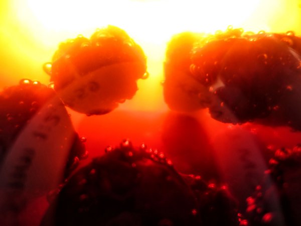 Frischer leckerer Bio Wasserkefir [Geschmacksrichtung Sauerkirsche] - das fertige Getränk - einfach bestellen - aufmachen und genießen:-) Für alle die mal keine Lust oder keine Zeit haben und einfach nur dieses leckere prickelnde Nass genießen möcheten. F