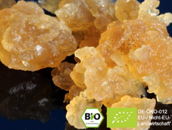 Wollen Sie leckere Bio Ginger Root Wasserkefir Limonade | Kefir Drink mit Hilfe von echten Ginger Root Kefirpilzen selbst herstellen und von der positiven Wirkung profitieren? Hier Ginger Root Plant online kaufen