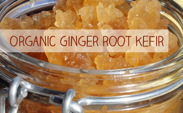 Organic Ginger Root Kefir for your own Ginger Root Kefir lemonade poduction is just one click away