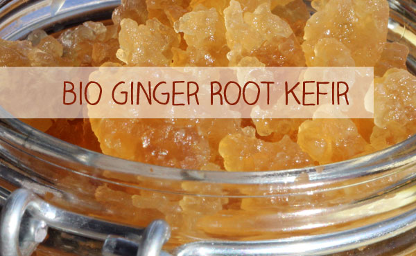 Den leckeren Ginger Root Kefir für Ihre eigene Ginger Root Limonaden-Herstellung finden Sie hier. Klicken Sie einfach auf das Bild.